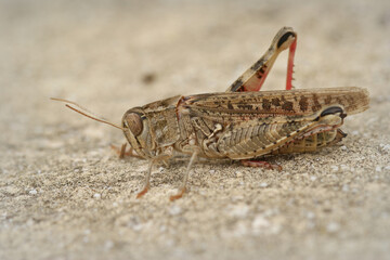 Closeup of one of the larger grasshoppers , Calliptamus barbarus , from Gard, France
