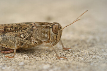 Closeup of the head of one of the larger grasshoppers , Calliptamus barbarus .