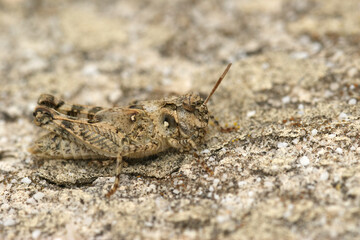 Closeup of a Frenh grasshopper, Acrotylus fisheri , from Gard