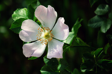 Rosa canina, commonly known as the dog rose, blooming wild flowers in spring