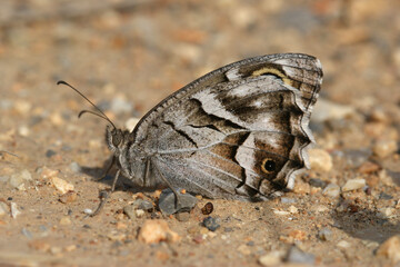 Fototapeta premium Macro of the Striped Grayling butterfly, Hipparchia fidia , From Gard, France