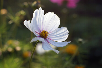 Beautiful white flower blossomed in the garden