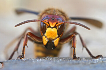 Closeup of a disturbed and threatening European hornet, Vespa cabro