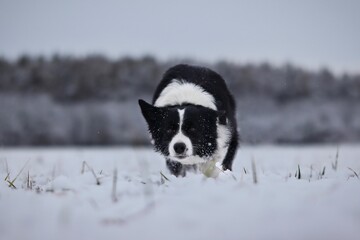 Border Collie Runs in the Snow in the Winter Nature. Black and White Dog being Active in the Snowy Field.