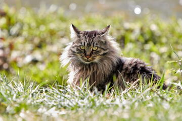 Naklejka na ściany i meble Gato lince en tumbado en la hierba de un parque.