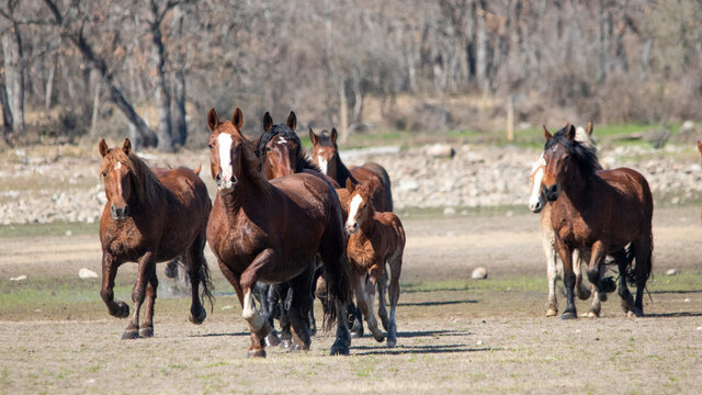 Caballos en grupo con potrillo galopando por el campo en libertad.