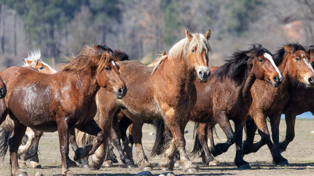 Grupo de caballos salvajes galopando por el campo libres.