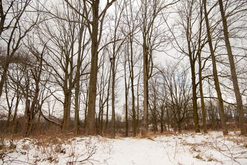 Cold winter day in Hamilton, Canada. Snow covered ground and trees on Bruce trail hiking path. Brown trees and white snow.