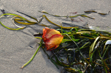 Rose am Strand 