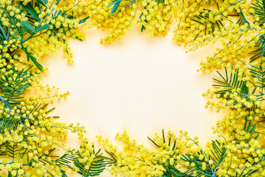 Spring flowers background. Mimosa flowers frame with copy space . Easter, Women's day concept. Top view, flat lay