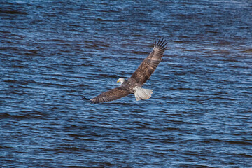 Bald Eagle (Haliaeetus leucocephalus) Gone Hunting
