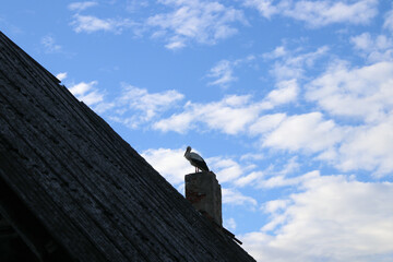 White stork standing in the house chimney in daytime