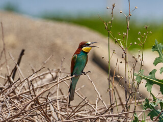 European bee-eater, Merops apiaster, around Xativa, Spain