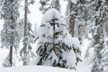 A small Christmas tree, wrapped in fluffy snow, in the Austrian forest near Kitzbuhel.
