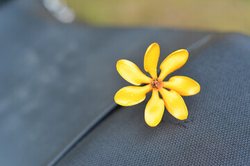 frangipani flower on wooden background
