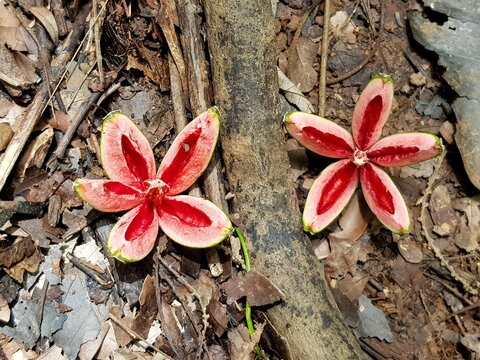 Cedrela odorata is a commercially important species of tree in the chinaberry family, Meliaceae, commonly known as Spanish cedar or Cuban cedar or cedro in Spanish. Amazon rainforest, Brazil
