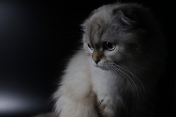 Fototapeta premium White Scottish Longhair Cat Background. 