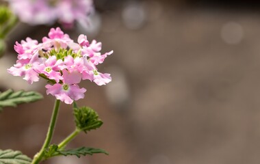 Macro of White Phlox Flower with Copy Space for Texts Writing in Horizontal Orientation, Perfect for Wallpaper
