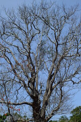 an old tree with many branches and twigs with blue sky in the background