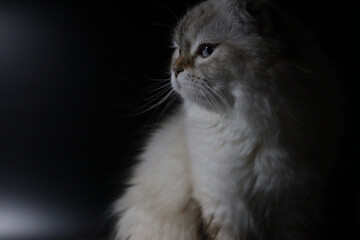 White Scottish Longhair Cat Background. 