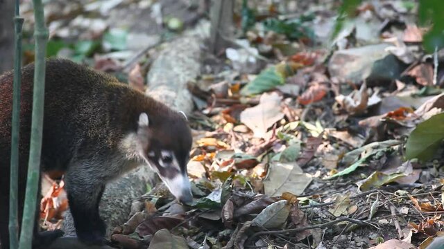 White-nosed Coatimundi, Nasua narica, moves past the viewer