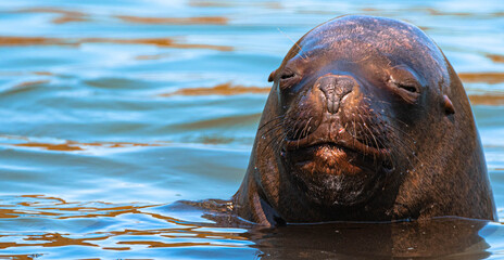 sea lion in the sea