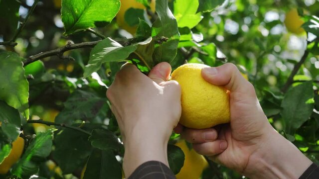 ripe lemons hanging on tree, growing lemon. man farmer picking ripe lemons. bunches of fresh yellow ripe lemons on lemon tree in Italian garden