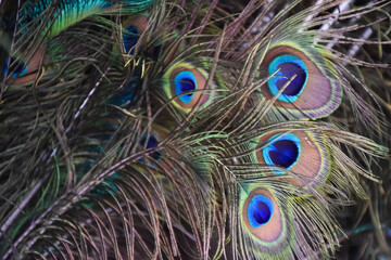 Blurred background of peacock feathers, soft focus