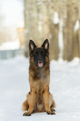 A German Shepherd sits in the snow. Portrait of a dog in winter