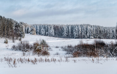Winter north landscape, forest after snowfall, beautiful nature