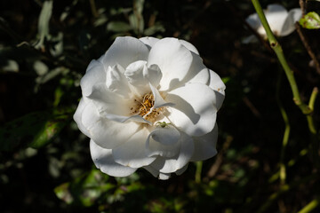 Blooming wild white flowers in spring, Gardenia jasminoides, commonly known as gardenia, is an evergreen flowering plant
