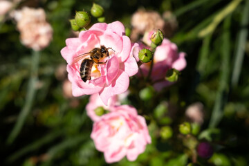 Fototapeta premium Bee pollinating pink rose, blooming wild flowers in spring