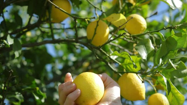 ripe lemons hanging on tree, growing lemon. man farmer picking ripe lemons. bunches of fresh yellow ripe lemons on lemon tree in Italian garden