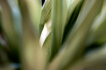 close up of a plant, nacka,sverige,stockholm,sweden