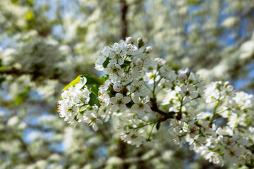 White blossoms in spring, Callery pear blossoms, Pyrus calleryana,