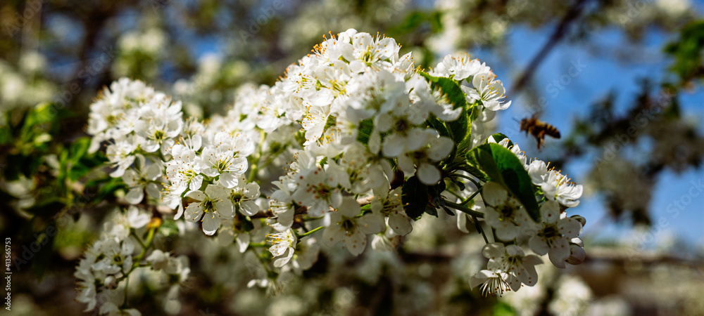 Sticker White blossoms in spring, Callery pear blossoms, Pyrus calleryana,