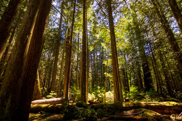 Naklejka premium sun rays in the forest