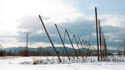 A field of hops in wintertime