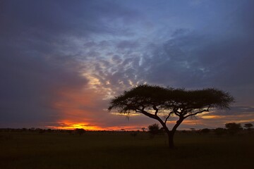 Fototapeta na wymiar Sunset afrika, serengeti park