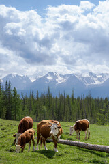 Cows graze in the meadow against the backdrop of snowy mountains. Beautiful landscape with alpine pastures, forest and cloudy sky. Agriculture in the highlands.
