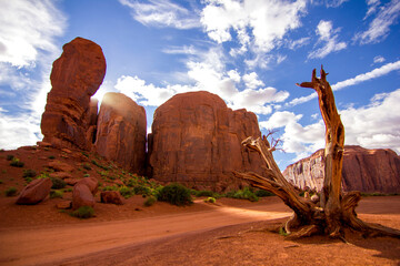 death tree at monument valley, Navajo, USA