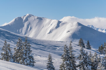 Fototapeta premium The Austrian Alps in winter near Kitzbuhel. Behind the snow-covered fir trees, illuminated by the sun, the magnificent mountain peaks rise against the blue sky.