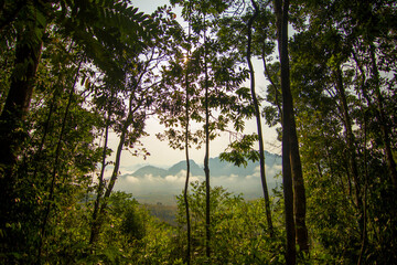 Jungle in Khao Sok, national park, Thailand