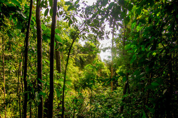 Jungle in Khao Sok, national park, Thailand