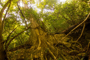 Fototapeta premium Jungle in Khao Sok, national park, Thailand