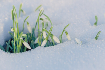 First spring flowers, snowdrops, growing out of the sparkling white snow. Macro shot.