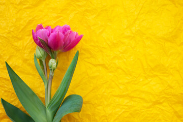 Fresh natural pink tulip on yellow background. Top view.
