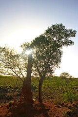 termite mound in Kenia.