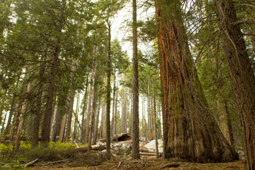 Sequoias in Yosemite.