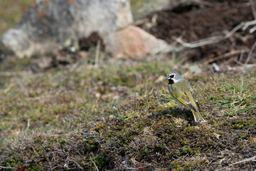 The Black-throated Finch (Melanodera melanodera)